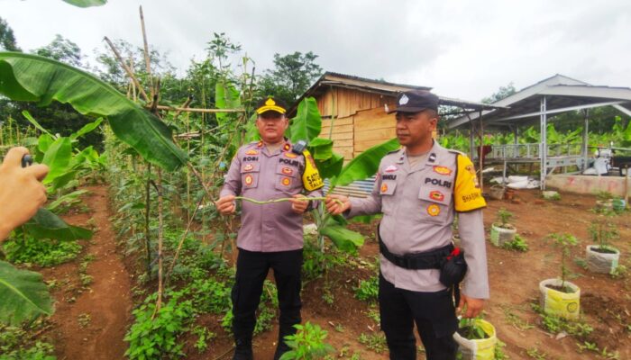 Polsek Talang Ubi Dorong Ketahanan Pangan dan Hijaukan Lingkungan Melalui Pemanfaatan Lahan Tidur