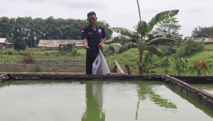 Sulap Bekas Galian Jadi Kolam, Mitra Binaan Bukit Asam Raup Cuan dari Ikan