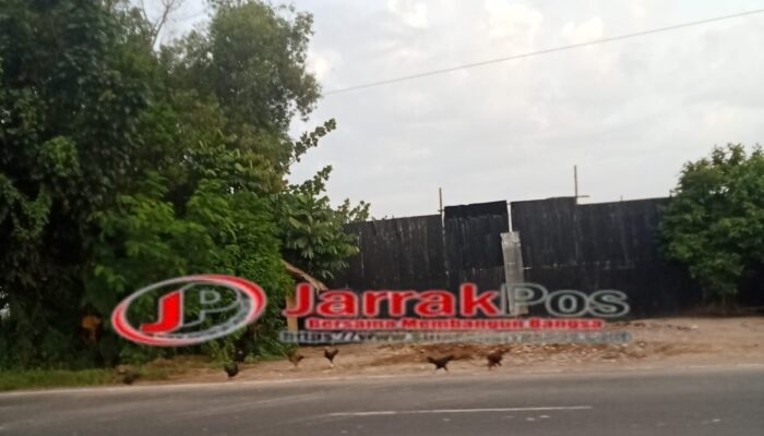 Gudang di Ogan Ilir Diduga Jadi Sarang BBM Ilegal DiJalan Lintas Indralaya Palembang