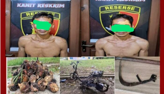 Polsek Babat Supat Amankan Dua dari Empat Pelaku Pencurian Sawit di Desa Gajah Mati