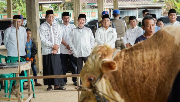 WARGA MUBA SEMBELIH SAPI PRESIDEN: Momen Berkah Idul Adha yang Penuh Makna