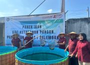 Tingkatkan Ketahanan Pangan dan Pembinaan, Rutan Kelas I Palembang Sukses Panen Lele