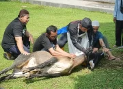 Bukit Asam (PTBA) Bekali 90 Juru Sembelih Hewan Kurban untuk Idul Adha 1446 H