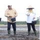 Karang Agung Ilir Jadi Proyek Percontohan Benih IP 300, Hasil Panen Tembus 8 Ton per Hektar!