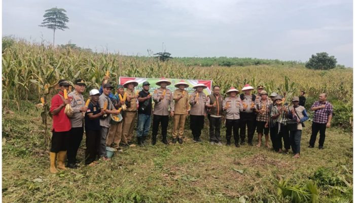 Panen Raya Jagung di Sungai Baung: Wujud Sinergi Polri dan Masyarakat Dukung Ketahanan Pangan Nasional