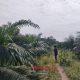Ratusan Hektar Kebun Ilegal di Muara Enim: Berton-ton Panen, Selembar Izin Pun Tak Ada?