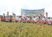 Terus Tingkatkan Lumbung Pangan, Bupati dan Wakil Bupati Banyuasin Panen Raya IP 200 di Karang Agung Ilir