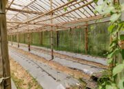 Bumdesma di Pulau Harapan Diduga Terbengkalai, Proyek Rumah Melon Gagal Total