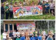 Bersama Camat dan Kapolsek Babat Supat, Kades Tanjung Kerang Panen Jagung