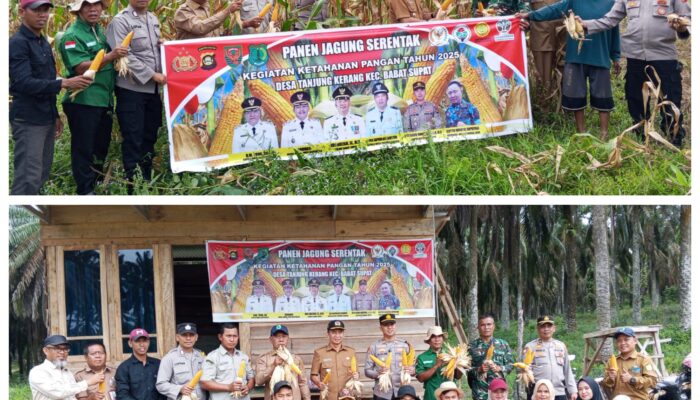 Bersama Camat dan Kapolsek Babat Supat, Kades Tanjung Kerang Panen Jagung