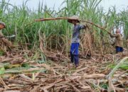 PT. LPI Penguasan Lahan Perkebunan Tebu Mematuhi Aturan UU