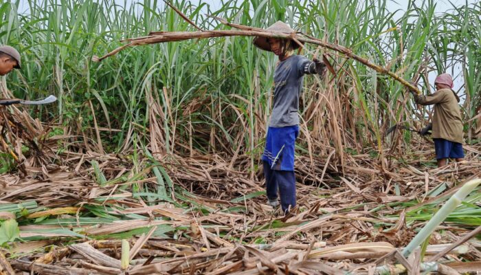 PT. LPI Penguasan Lahan Perkebunan Tebu Mematuhi Aturan UU