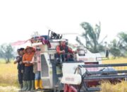 Banyuasin Panen Prestasi! Kerja Keras Petani Antar Raih Satya Lencana Wira Karya dan Peringkat Pertama Produksi Beras Nasional