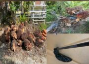 Polsek Talang Ubi Ungkap Kasus Pencurian Buah Kelapa Sawit di Areal Perusahaan