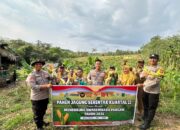 Bersama Kades Langkap, Kapolsek Babat Supat Panen Jagung