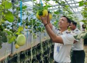Panen Melon SAE, Rutan Kelas I Palembang Wujudkan Pembinaan Produktif dan Dukung Ketahanan Pangan