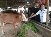 PST dan SIRA Potong Sapi sebagai Bentuk Apresiasi kepada KPK atas OTT Bupati Muara Enim