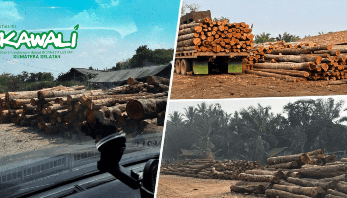 Kawali Sumsel Laporkan Dugaan Illegal Logging di Muara Enim, Soroti Aktivitas Tiga Sawmill