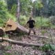 KAWALI Sumsel Minta Polda Tegas dalam Perambahan Kayu di Kawasan Hutan